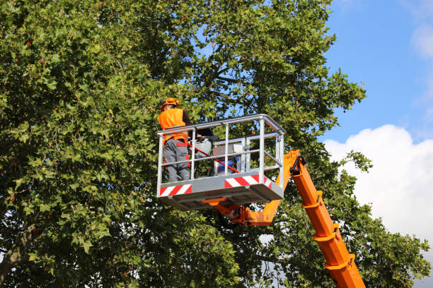 Best Tree Maintenance Programs  in Topanga, CA
